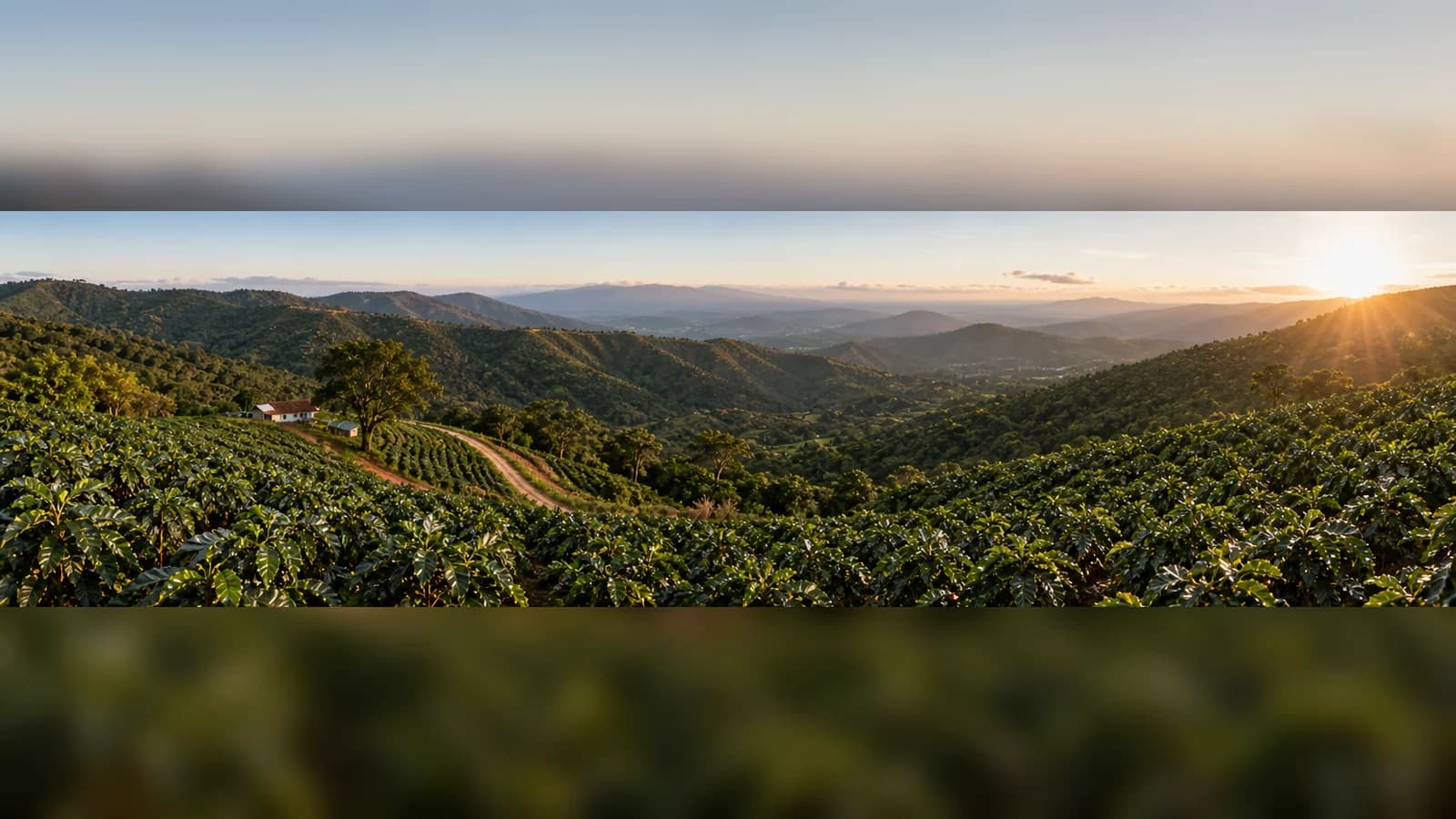 Coffee-growing landscape representing Zimbabwe coffee