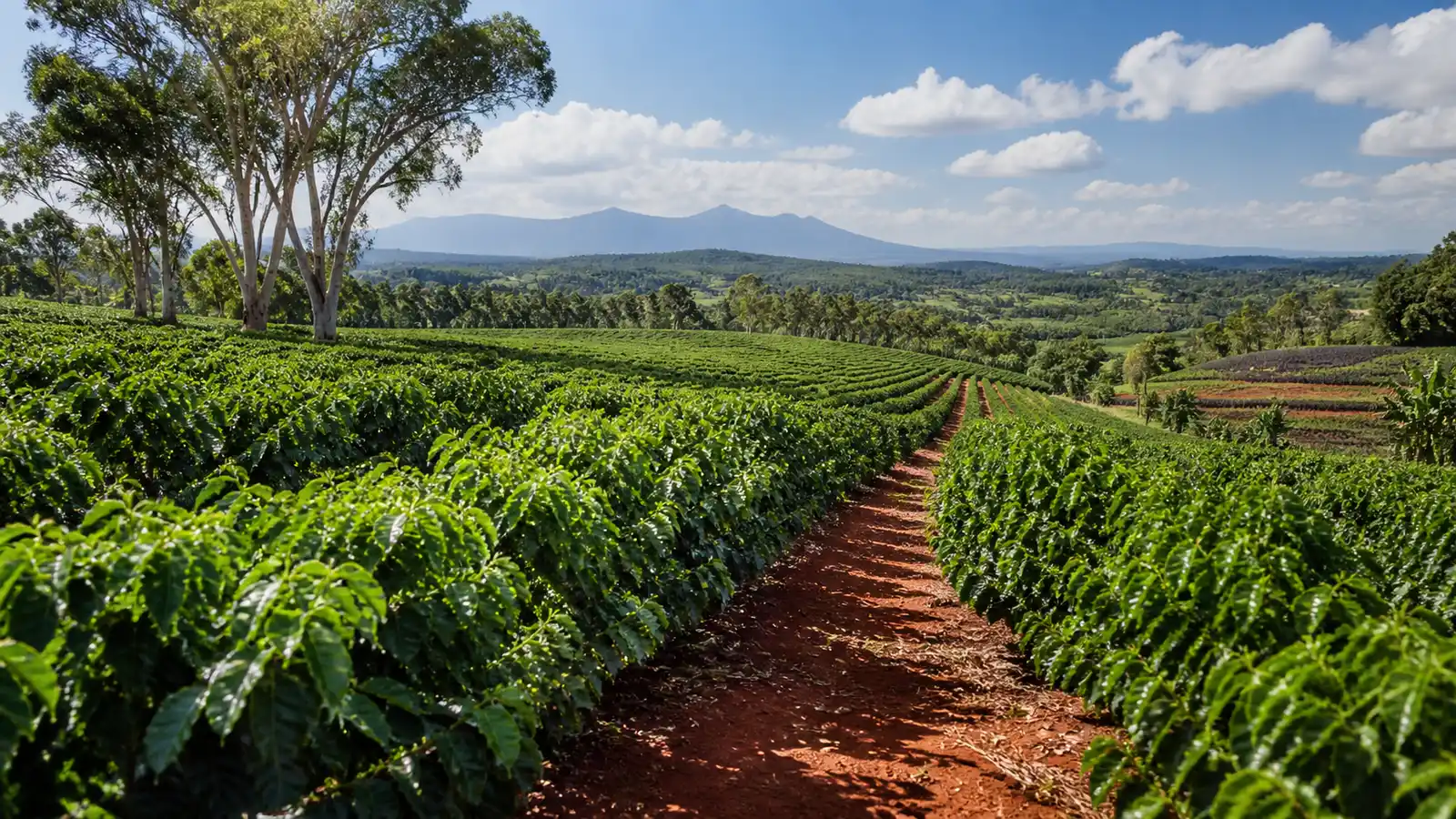 Coffee-growing landscape representing Australian-grown coffee