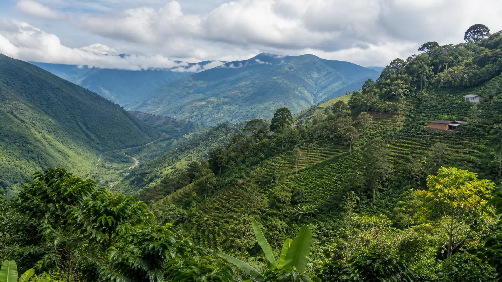 Coffee-growing landscape representing Bolivian coffee