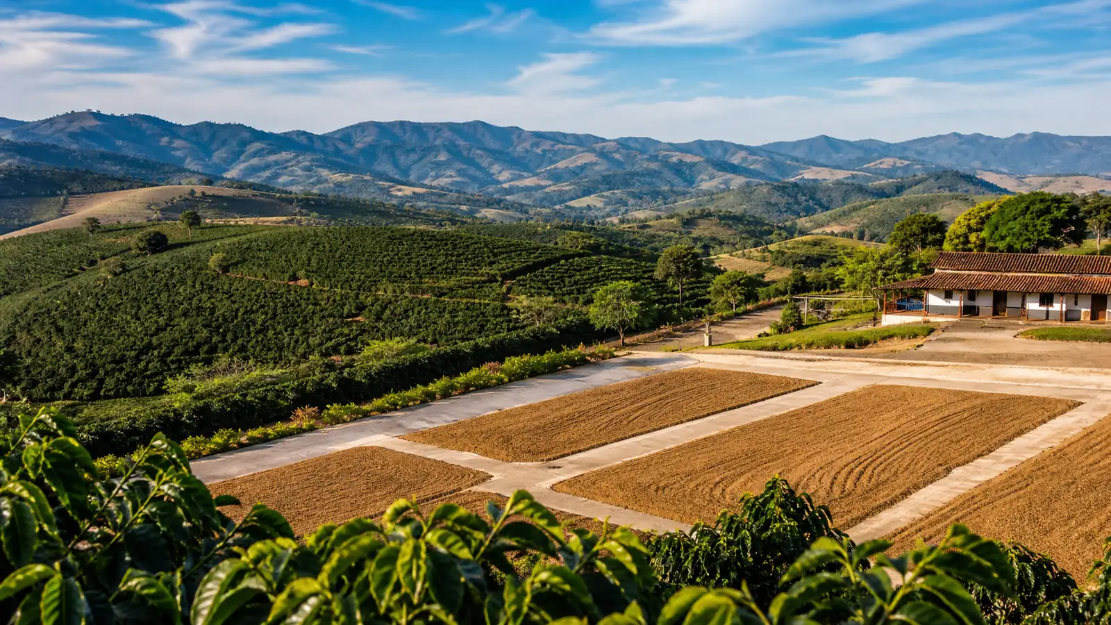 Representative coffee-growing landscape in Brazil