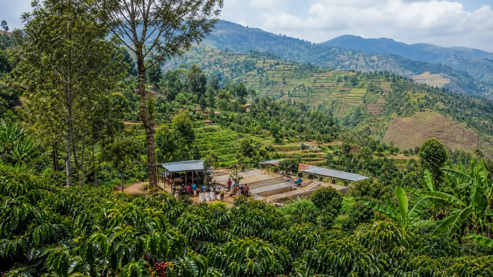 Coffee-growing landscape representing Burundi coffee