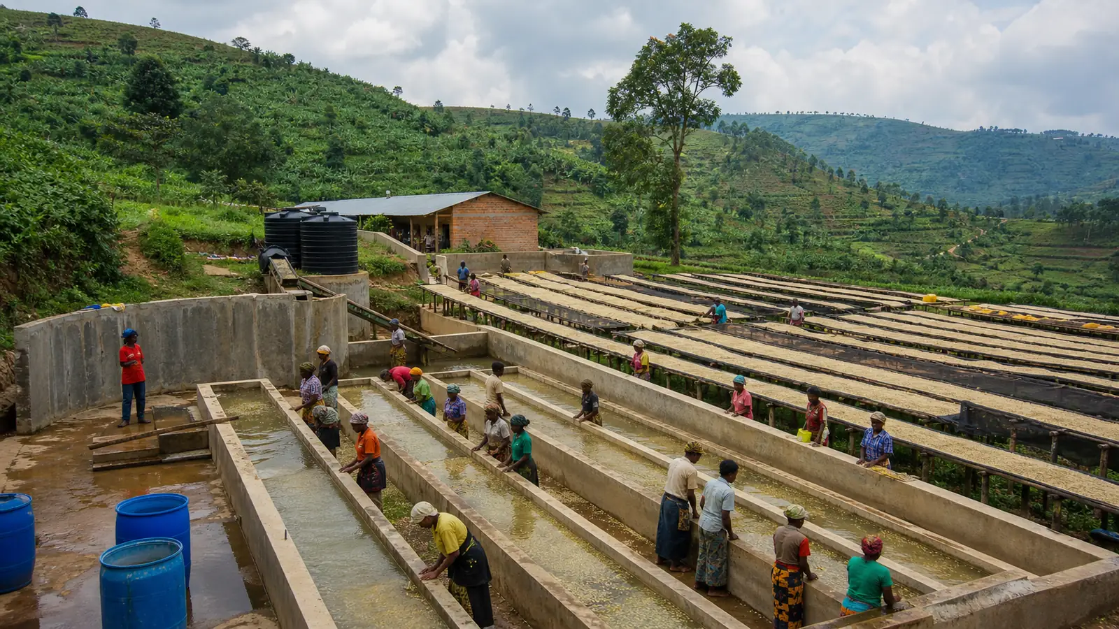 Burundi coffee processing scene with ripe cherries and drying coffee