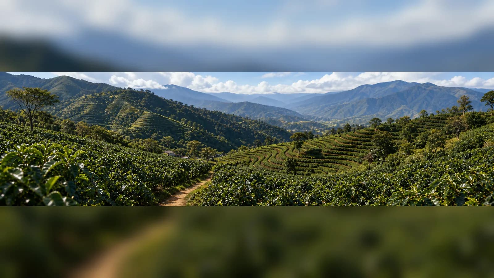Coffee-growing landscape representing coffee produced in China