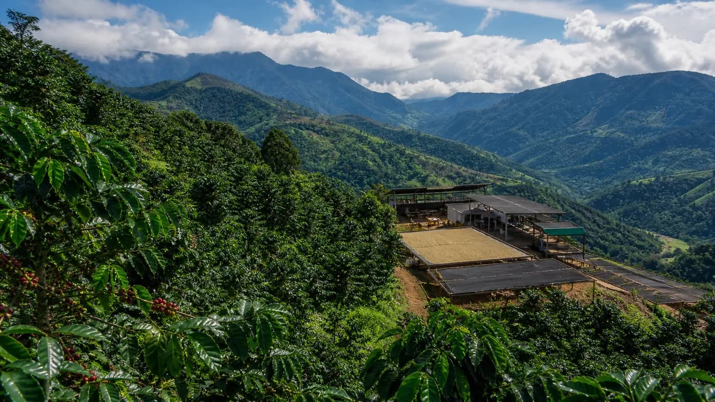Representative coffee-growing landscape in Costa Rica