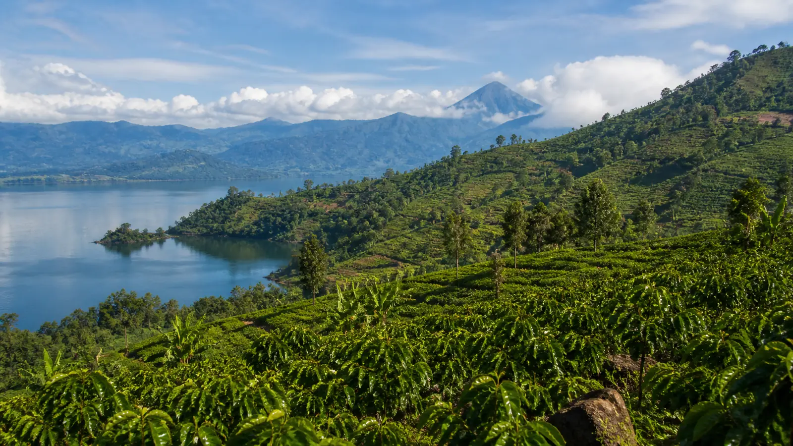 Coffee-growing landscape representing DR Congo coffee