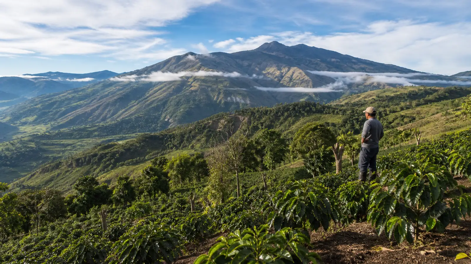Coffee-growing landscape representing Ecuadorian coffee
