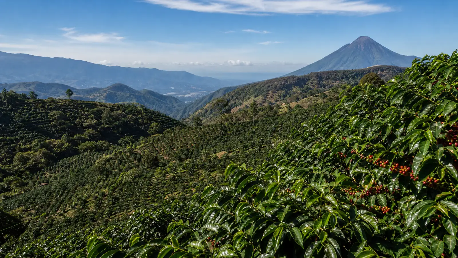 Coffee-growing landscape representing El Salvador coffee