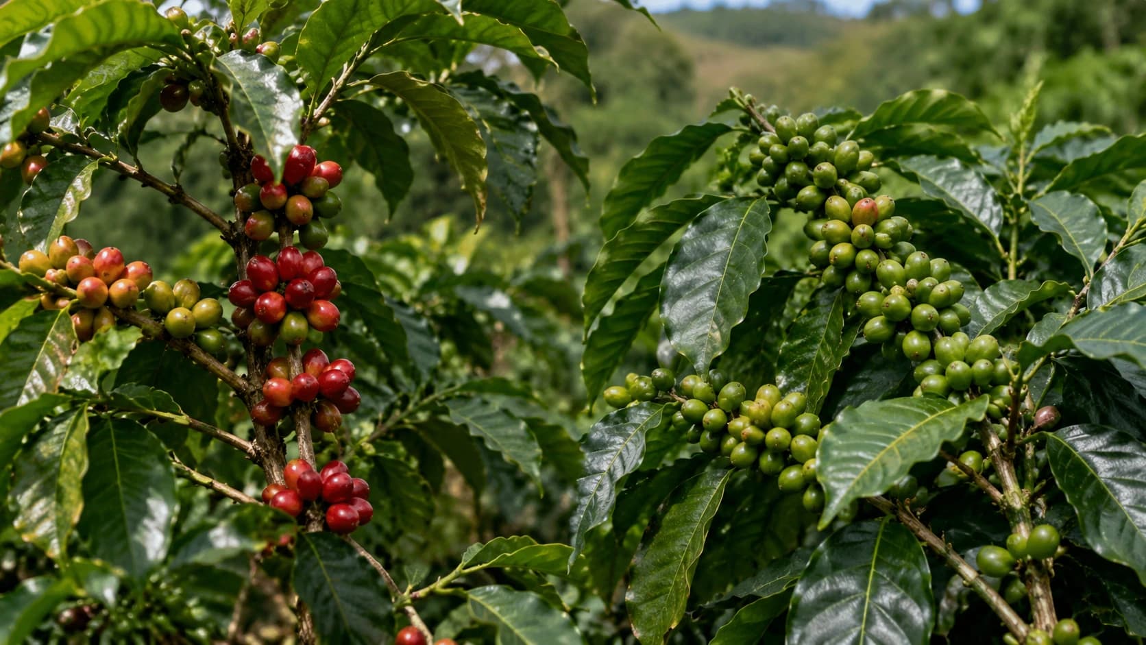 Arabica and robusta coffee plant branches compared side by side