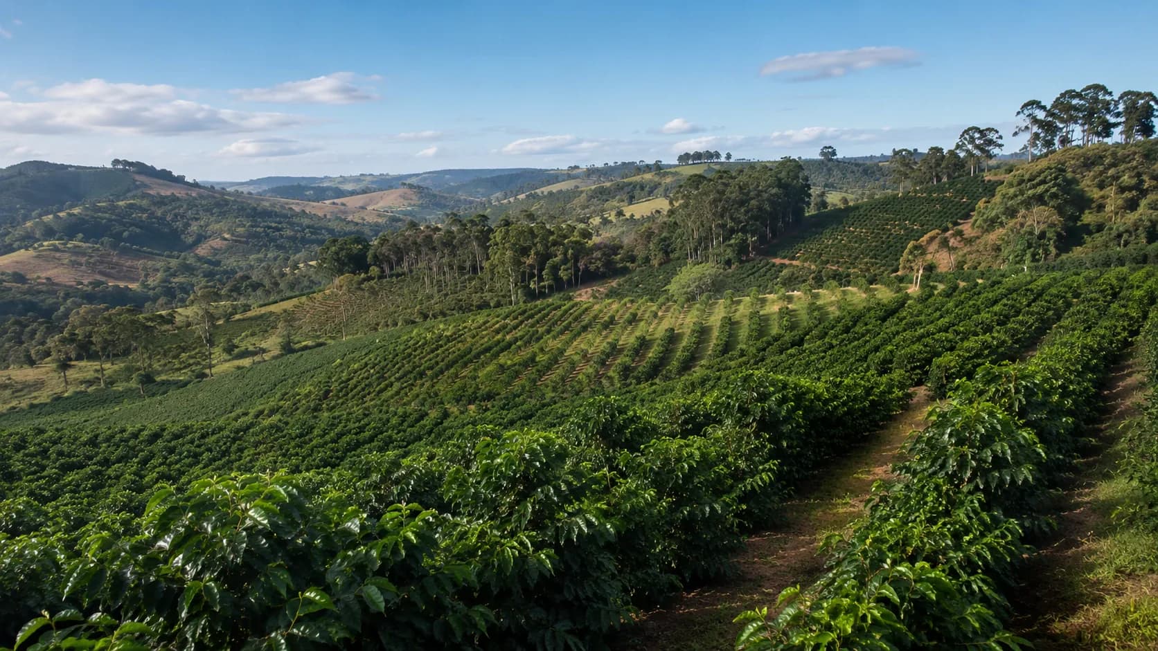 Brazilian coffee farm landscape representing mixed Arabica and Canephora production
