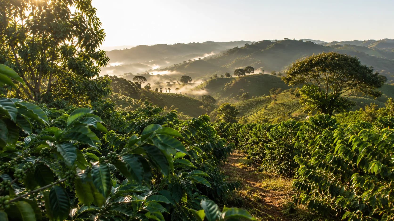 Southeast Asian robusta coffee farm in a humid growing region