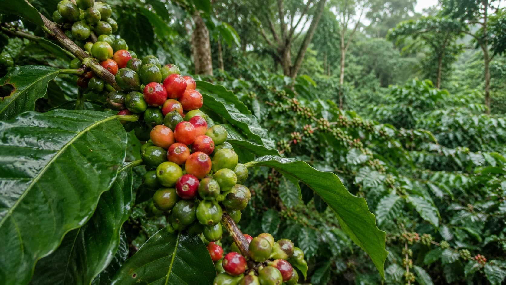 Asia-Pacific robusta coffee cherries in a humid growing region
