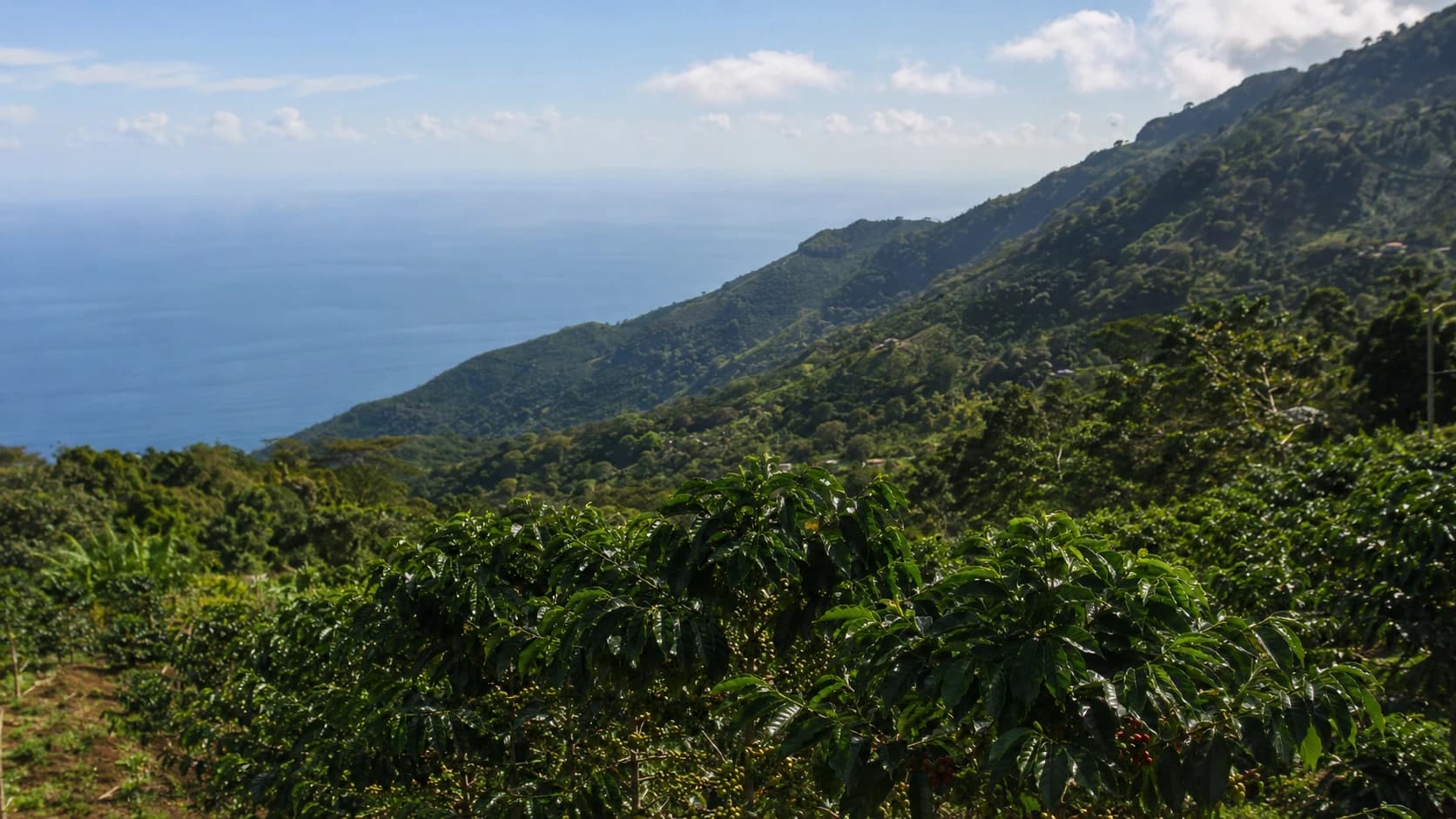Mountain island coffee origin landscape in the Caribbean