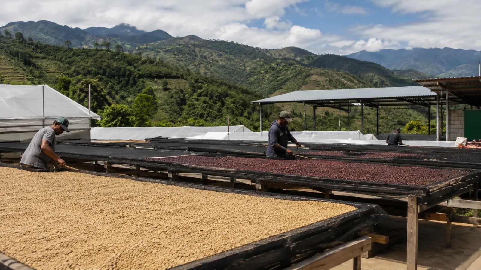 Central American honey processed coffee drying at a specialty mill