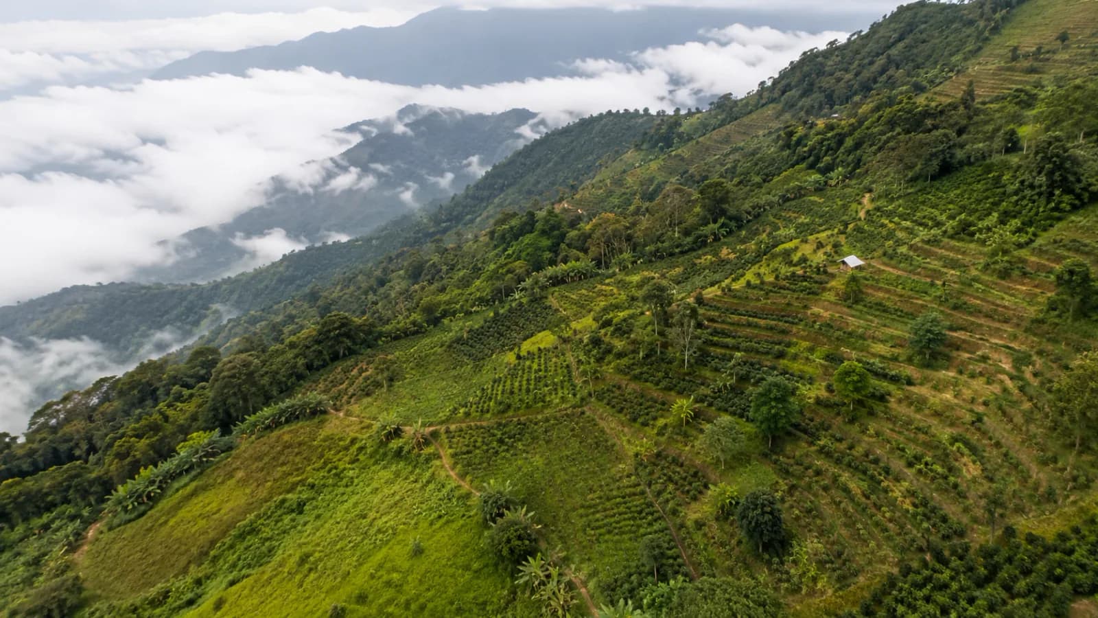 Terraced highland coffee farms showing elevation and slope context