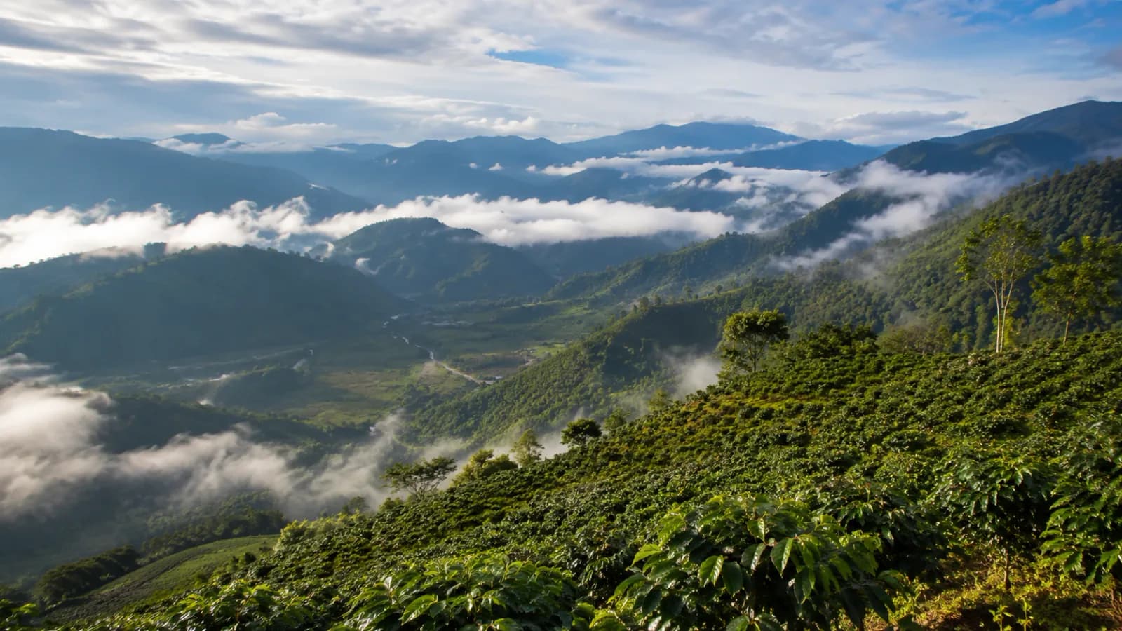 Coffee farms in the same valley showing different microclimates