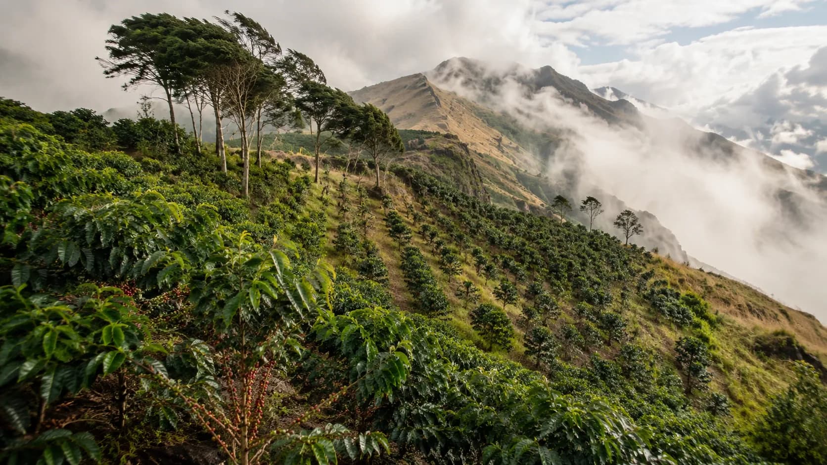 Wind-exposed coffee ridge showing slope and airflow microclimate