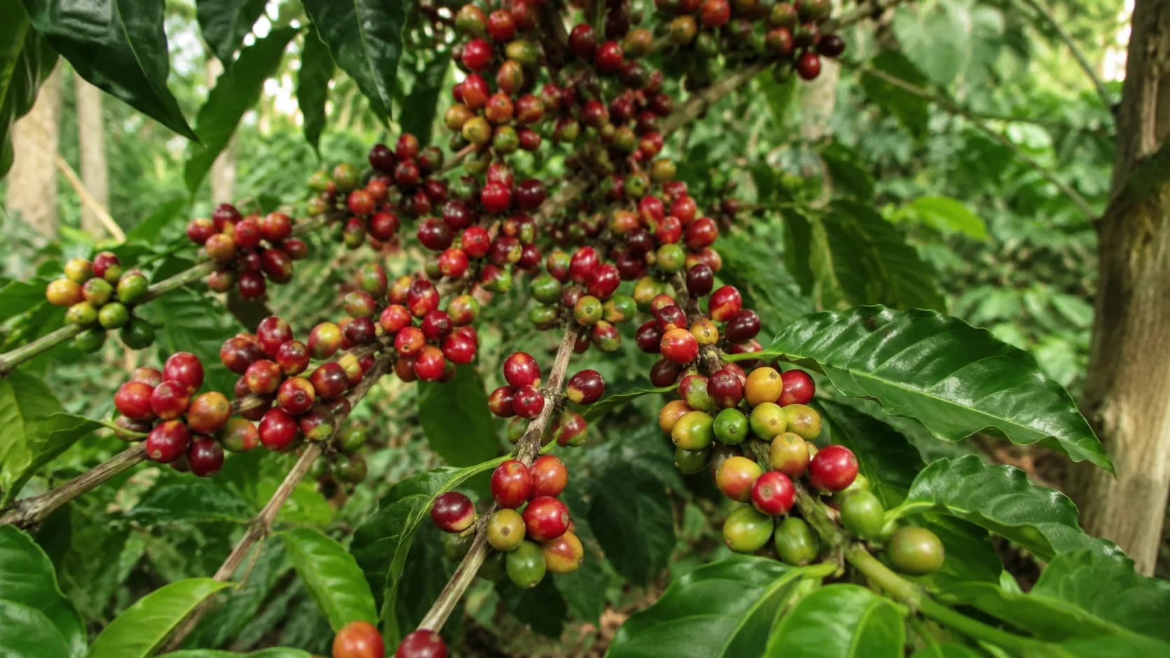Robusta coffee varieties on a tropical coffee tree