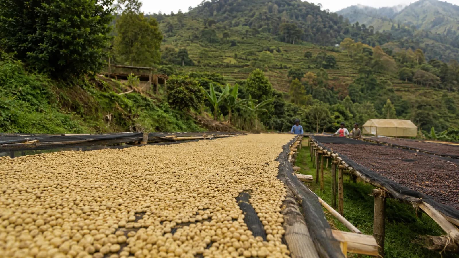 Coffee drying beds in a mountain origin where processing interacts with place