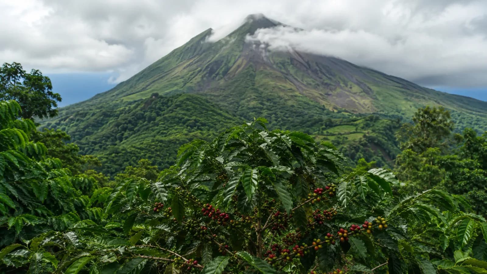 Volcanic mountain coffee farm showing terrain and altitude context