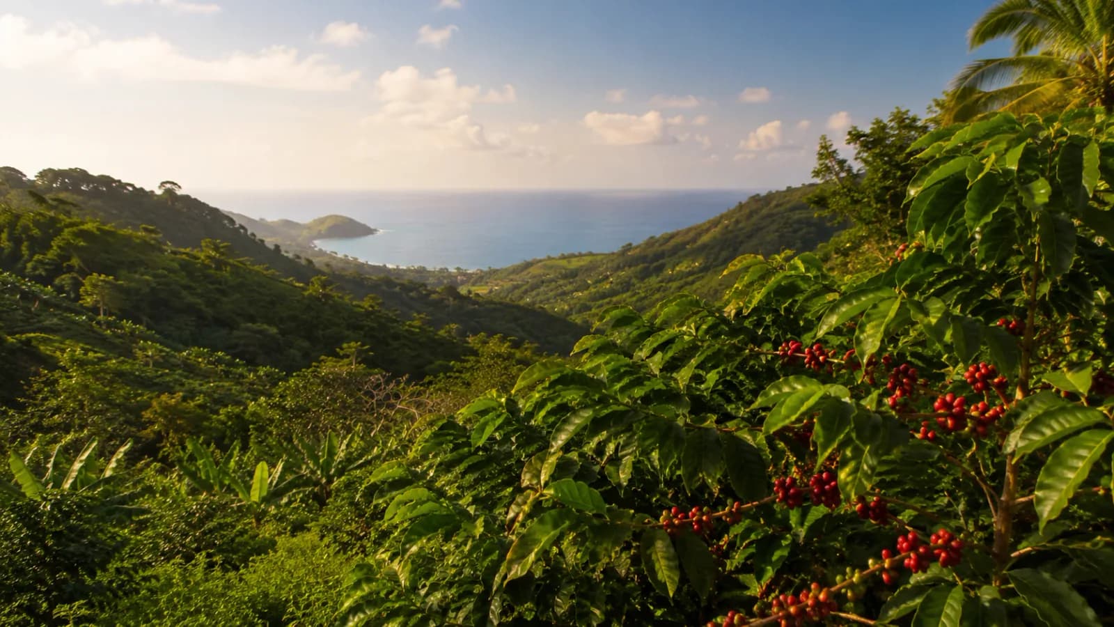 Island mountain coffee farm for island coffee origins