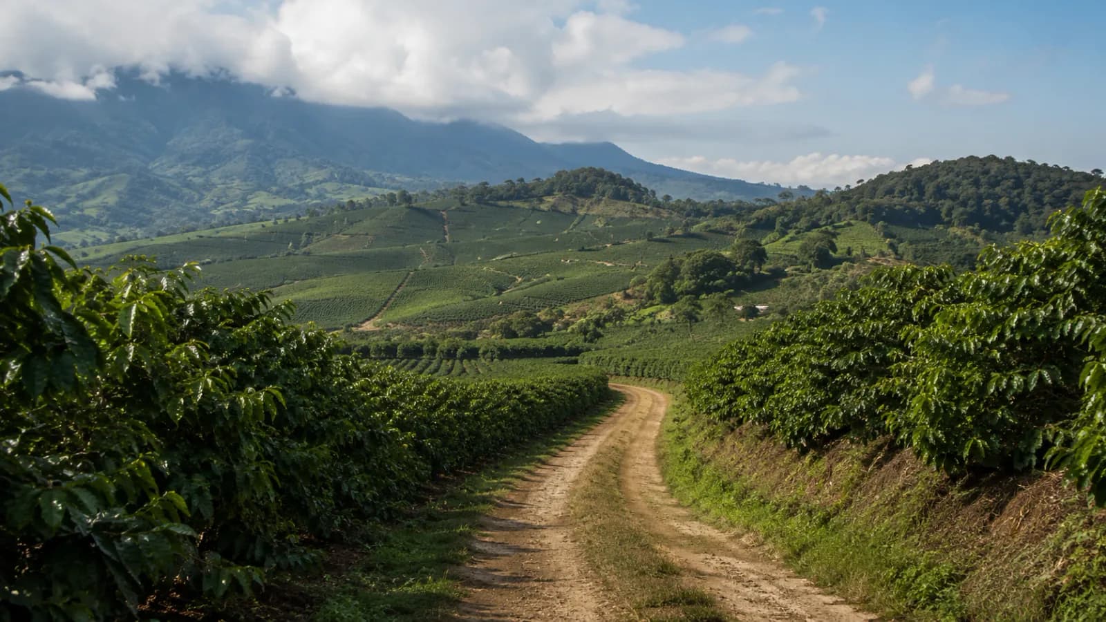 Latin American coffee routing cards for choosing regional origin paths
