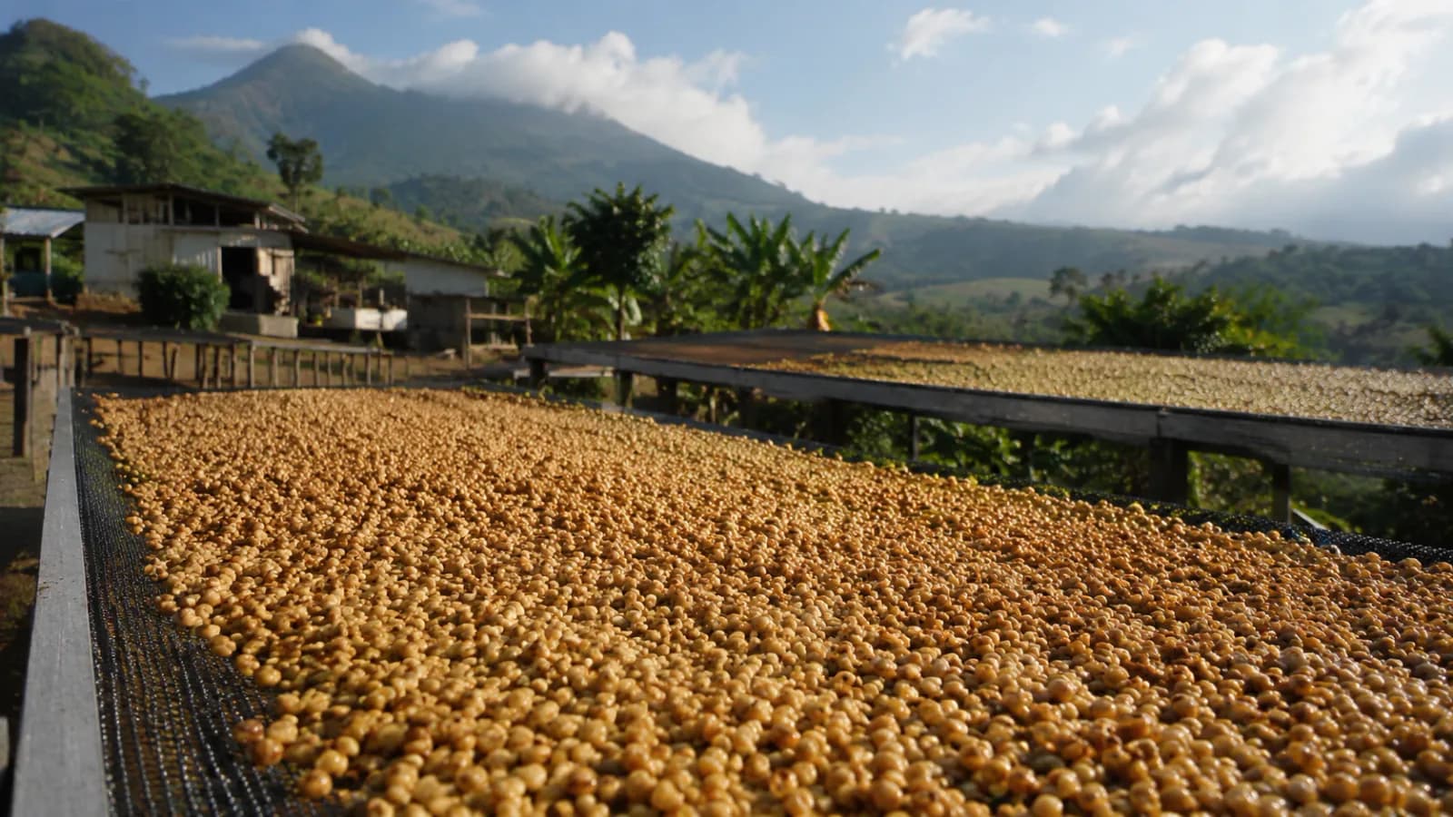 Honey processed coffee at a micro-mill drying with mucilage on the parchment
