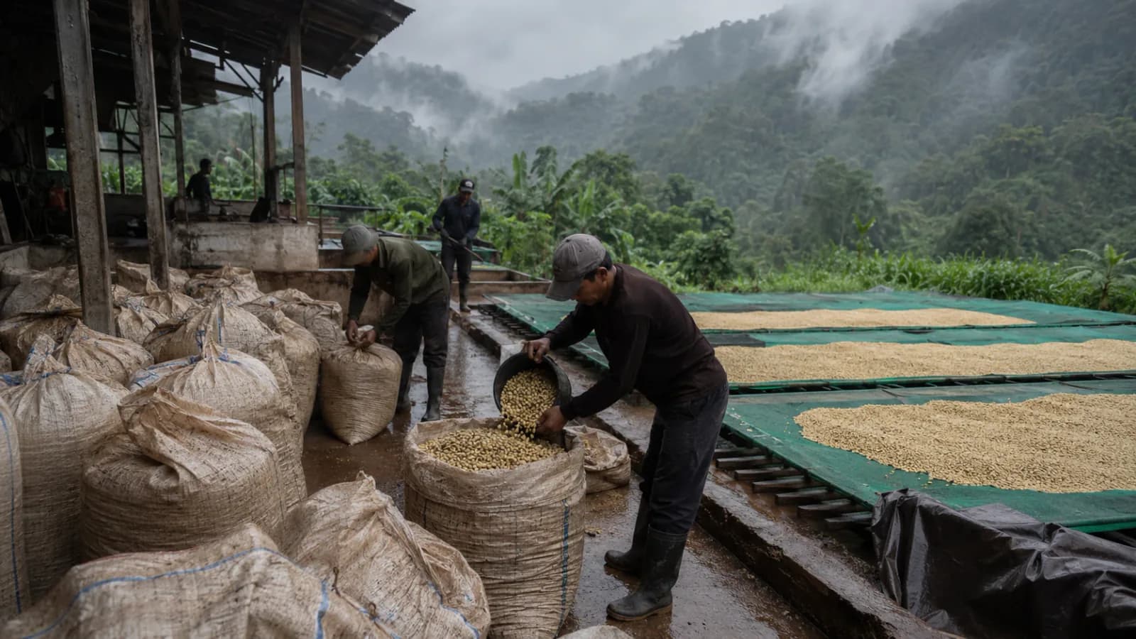 Wet-hulled Indonesia coffee processing with parchment removed at higher moisture