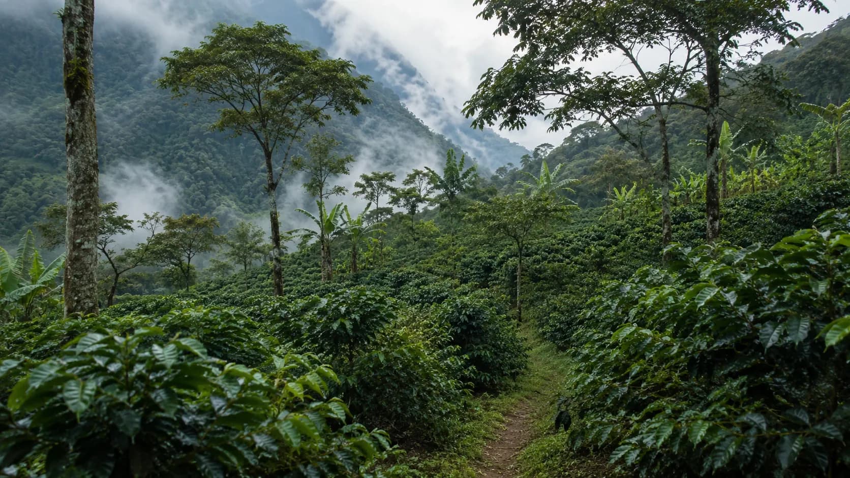 Andean highland coffee origin landscape for South American specialty coffee