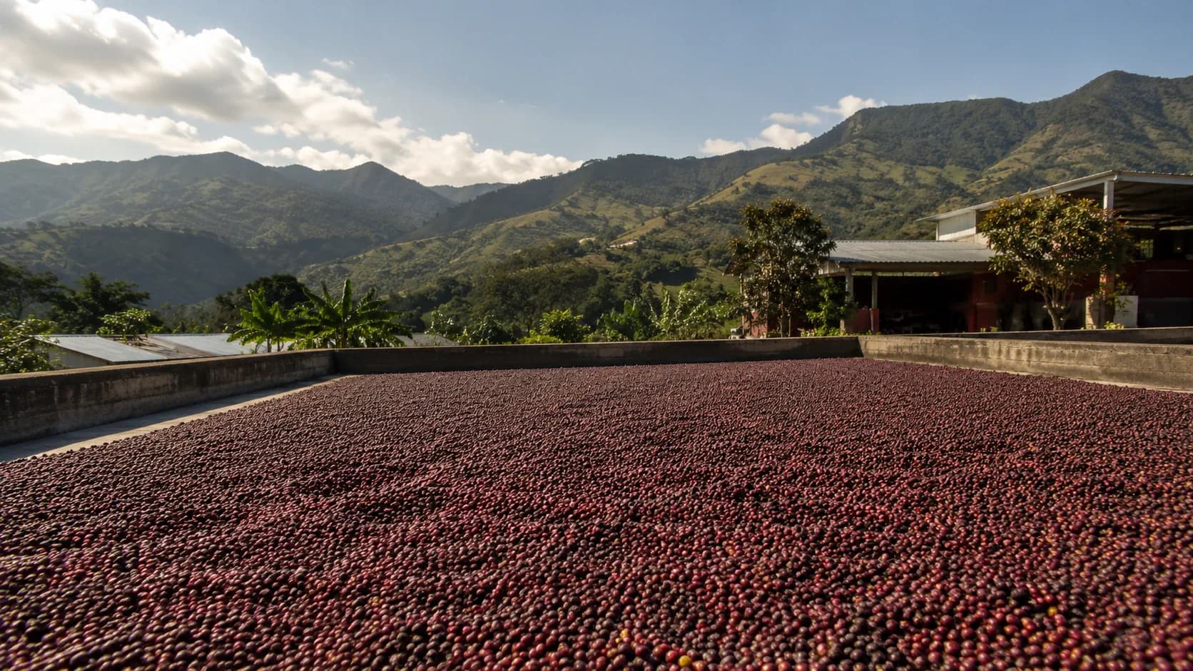 South American coffee drying patio with cherries drying in rows