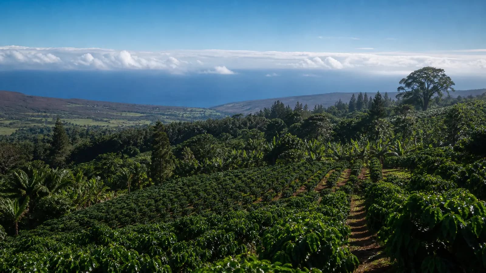 Coffee-growing landscape representing Hawaiian coffee