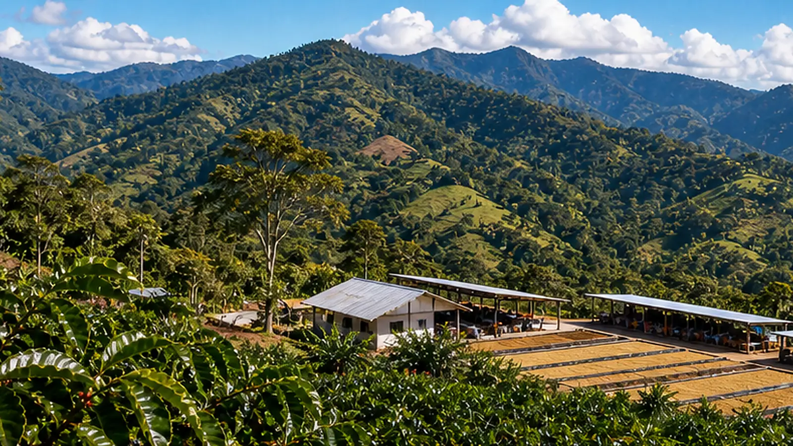 Coffee-growing landscape representing Honduran coffee