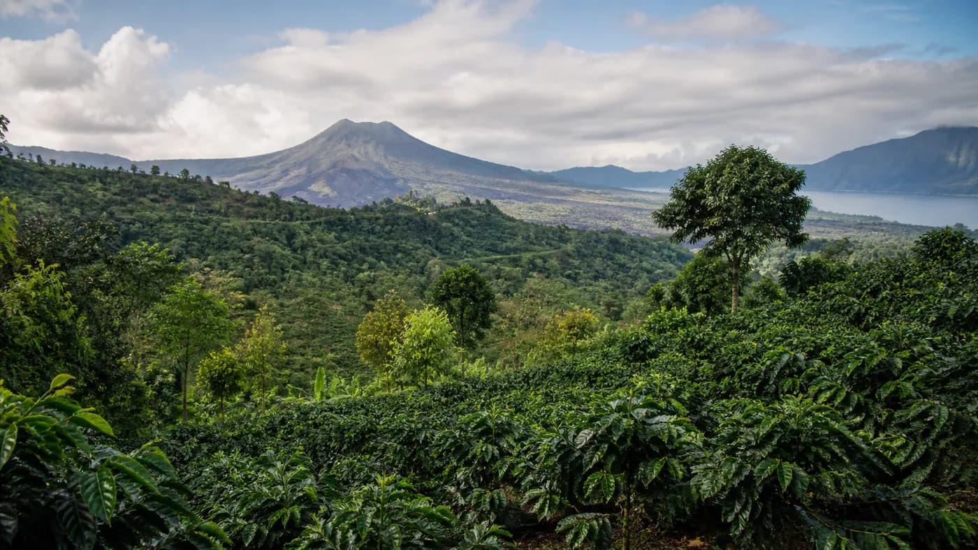 Editorial illustration representing coffee-growing landscapes in Indonesia; not a documented farm location