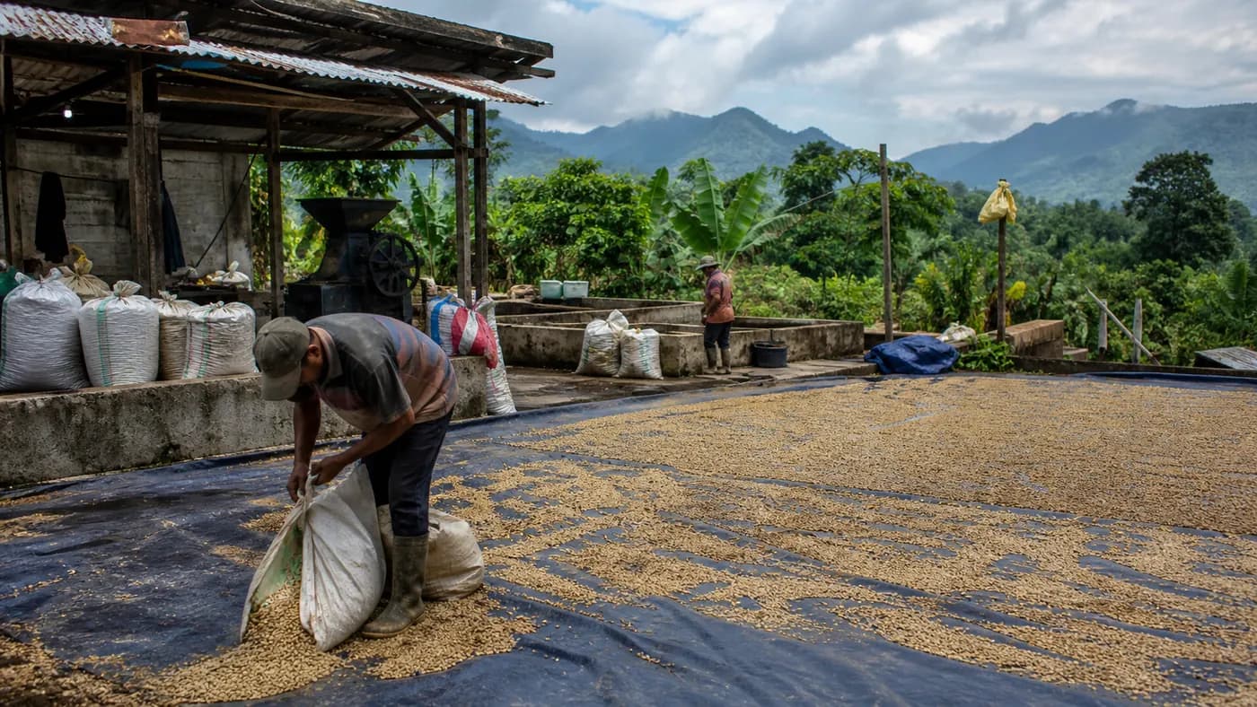 Editorial illustration of coffee cherries and drying coffee in an Indonesian processing context