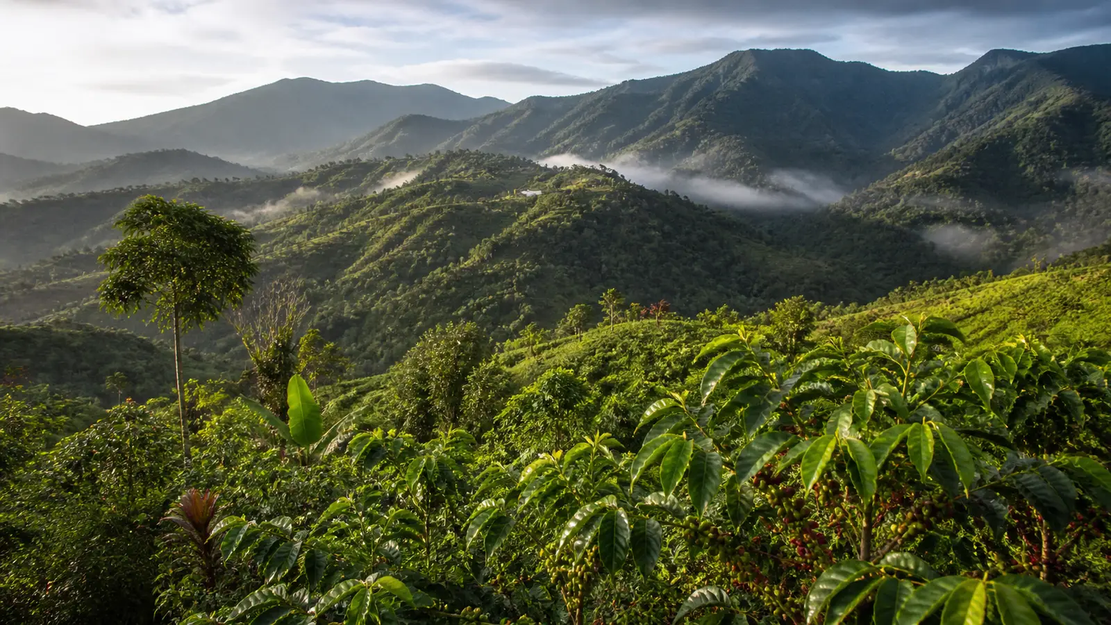 Coffee-growing landscape representing Jamaican coffee
