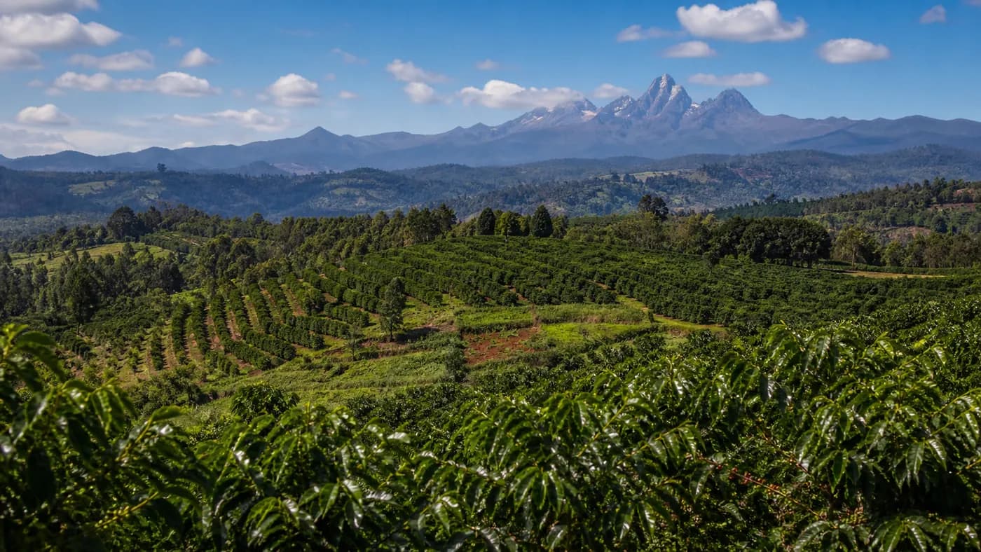 Coffee-growing landscape representing Kenyan coffee