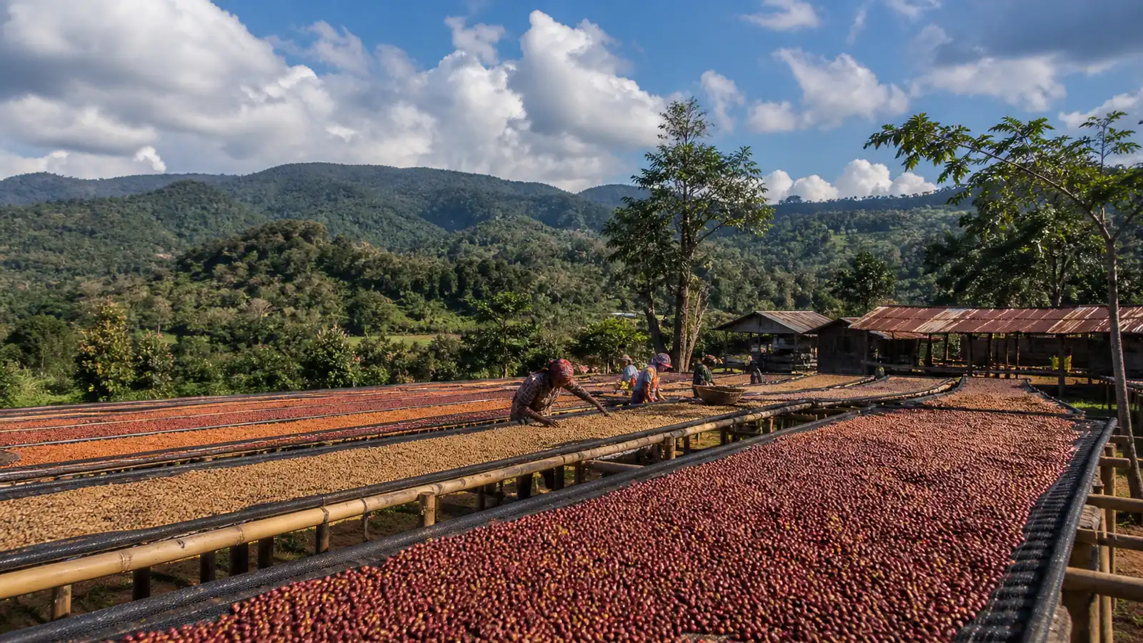 Illustrated coffee processing and drying scene in Laos