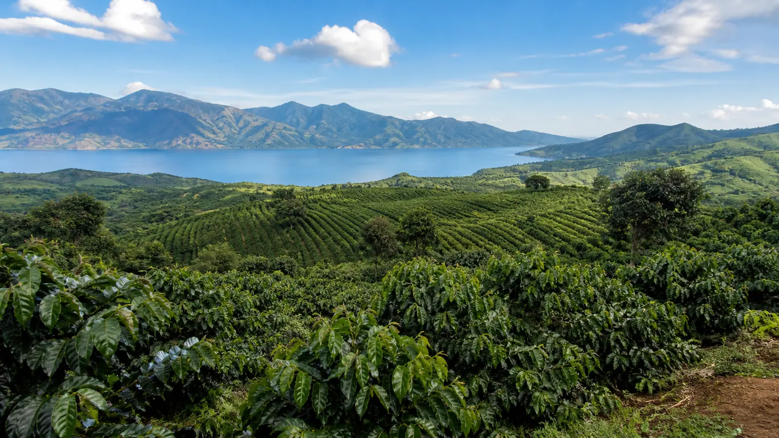 Coffee-growing landscape representing Malawian coffee