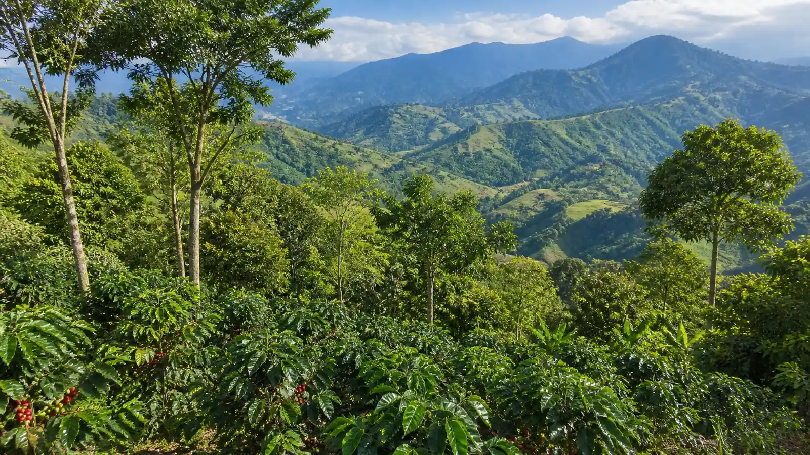Coffee-growing landscape representing Mexican coffee
