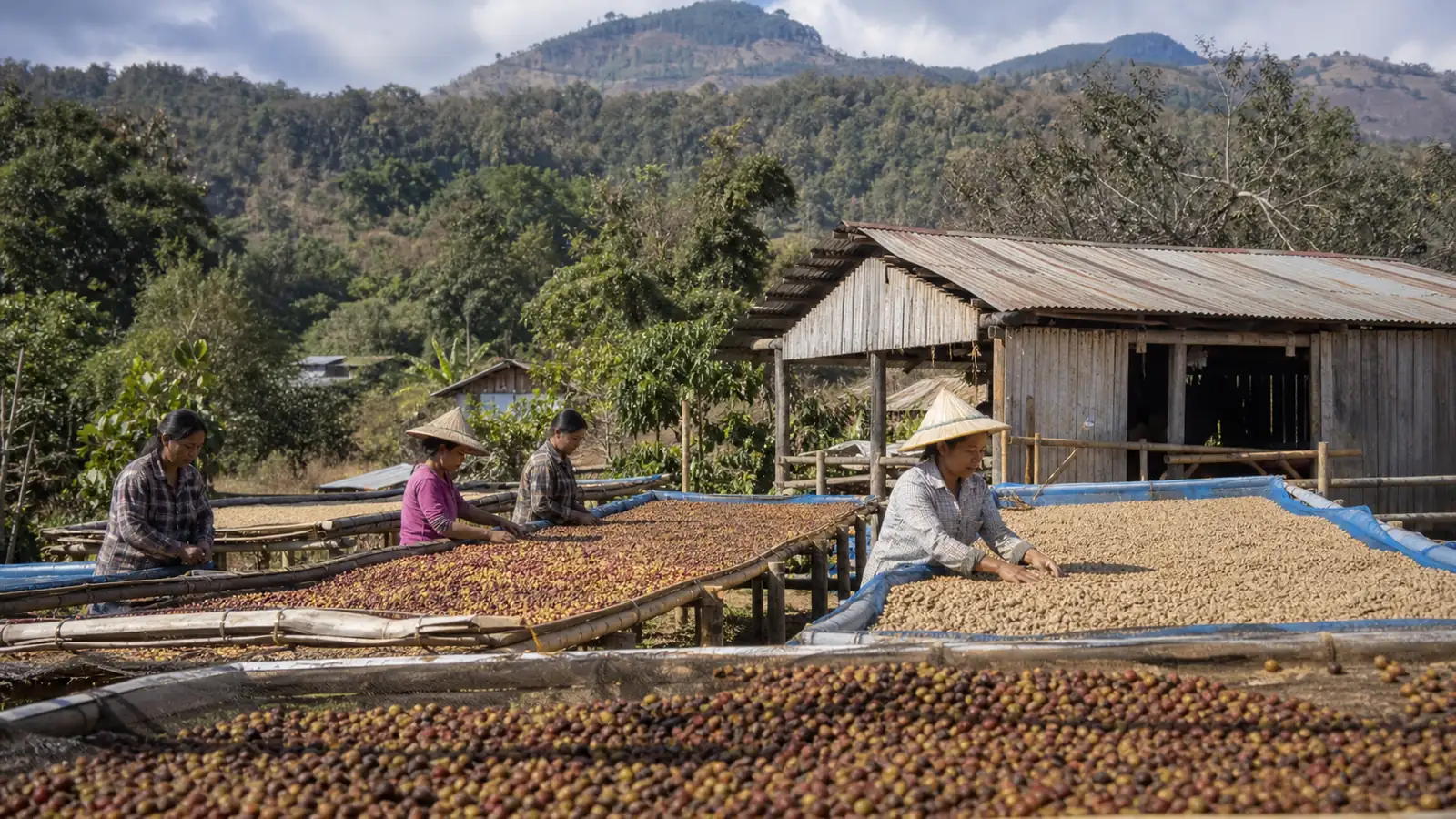 Illustrated Myanmar coffee processing scene