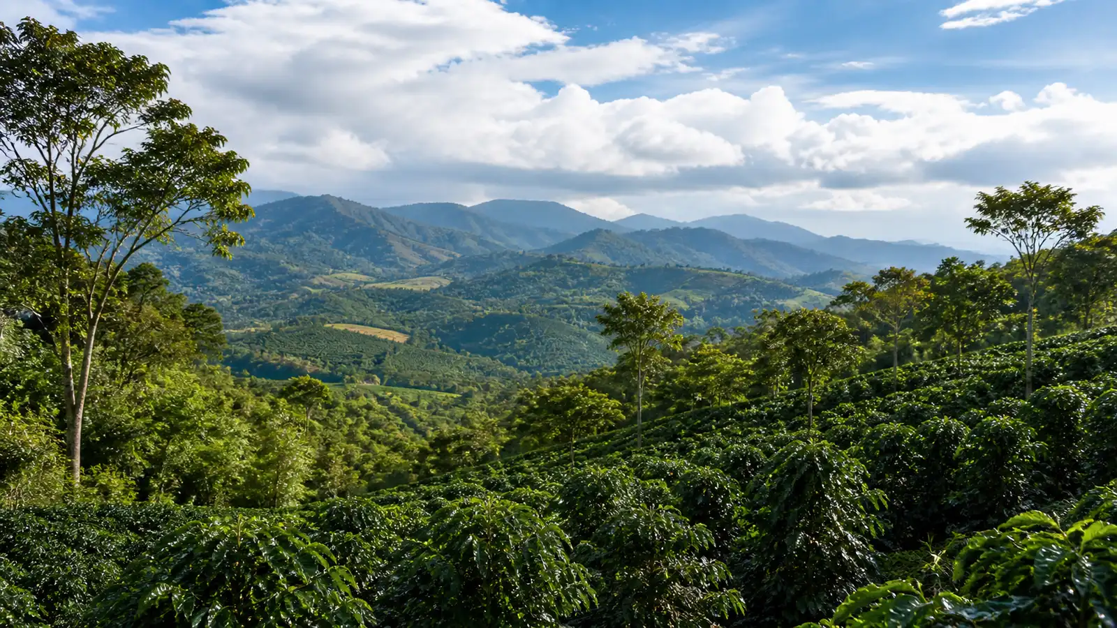 Coffee-growing landscape representing Nicaraguan coffee