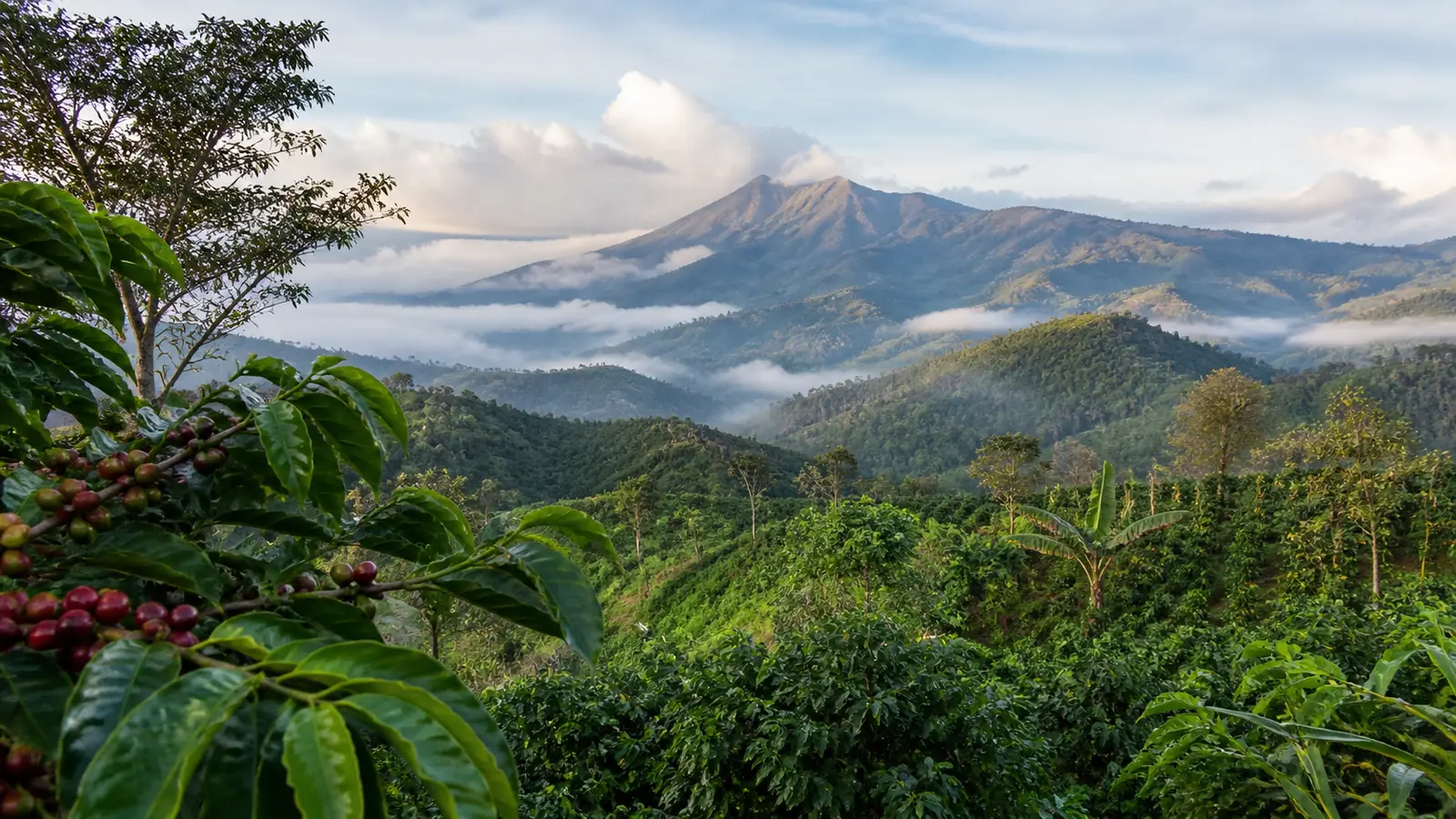 Coffee-growing landscape representing Panamanian coffee