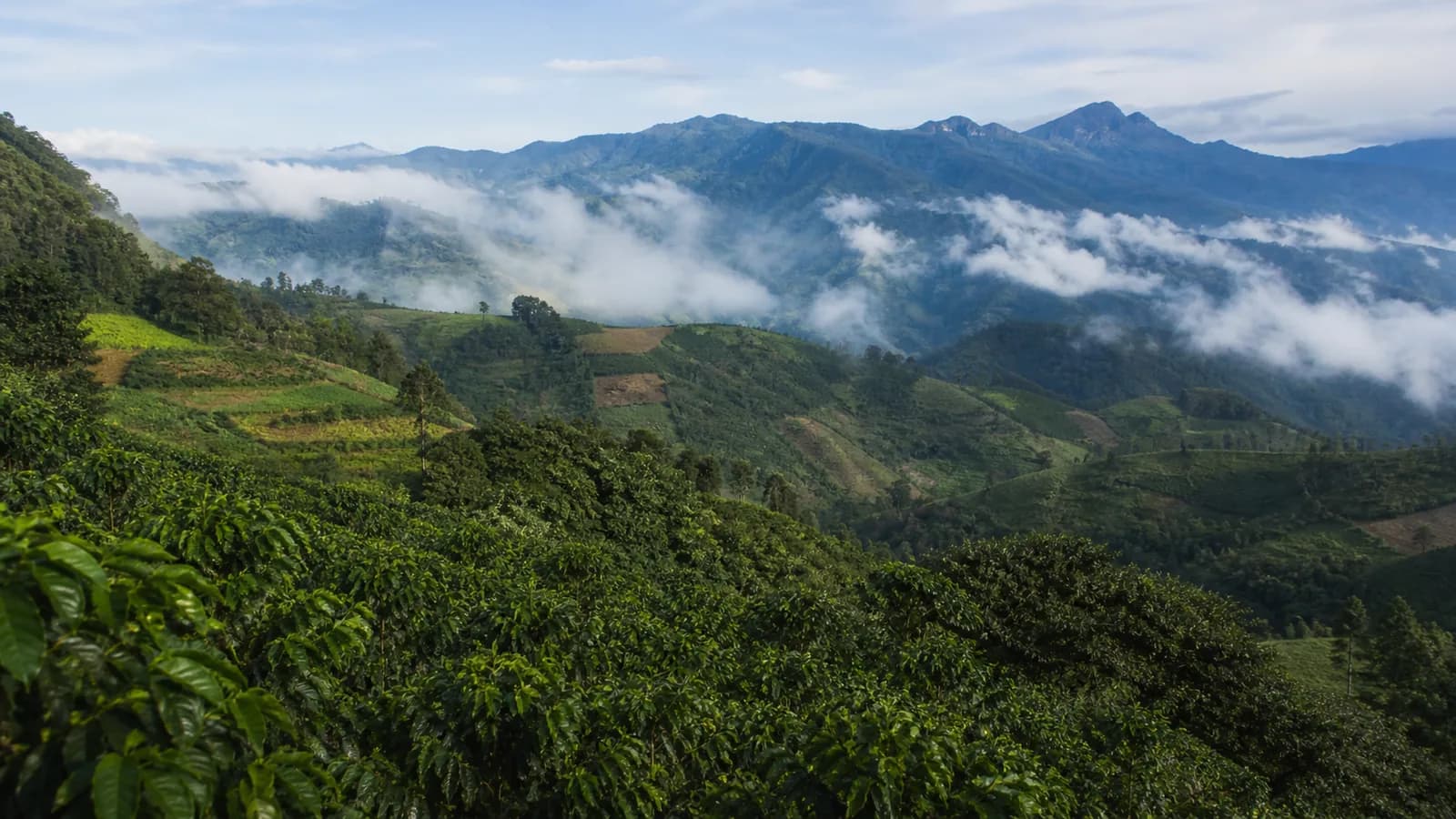 Coffee-growing landscape representing Peruvian coffee