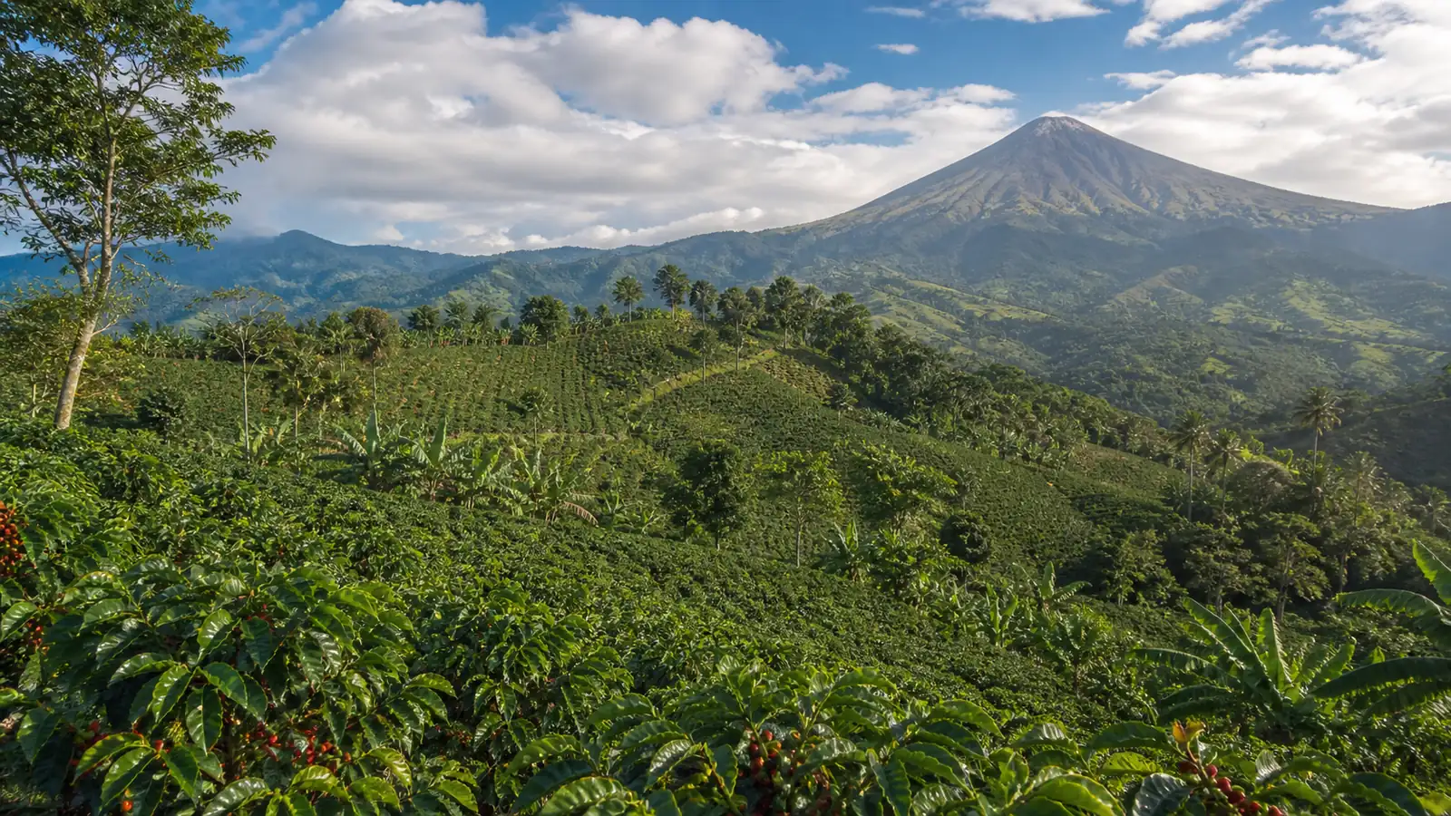 Coffee-growing landscape representing Philippine coffee