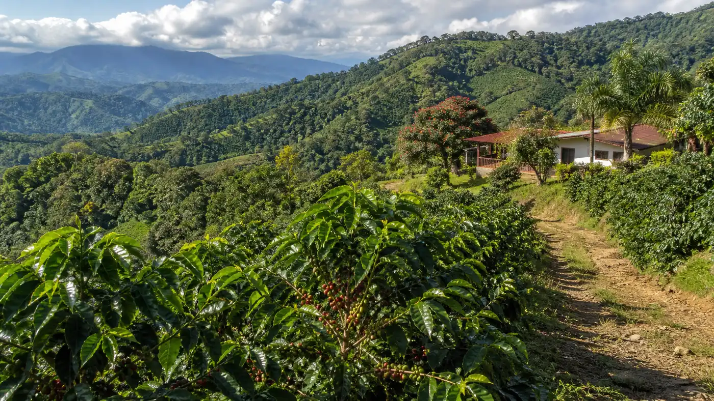 Coffee-growing landscape representing Puerto Rican coffee