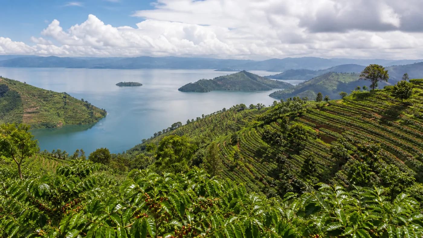 Coffee-growing landscape representing Rwandan coffee