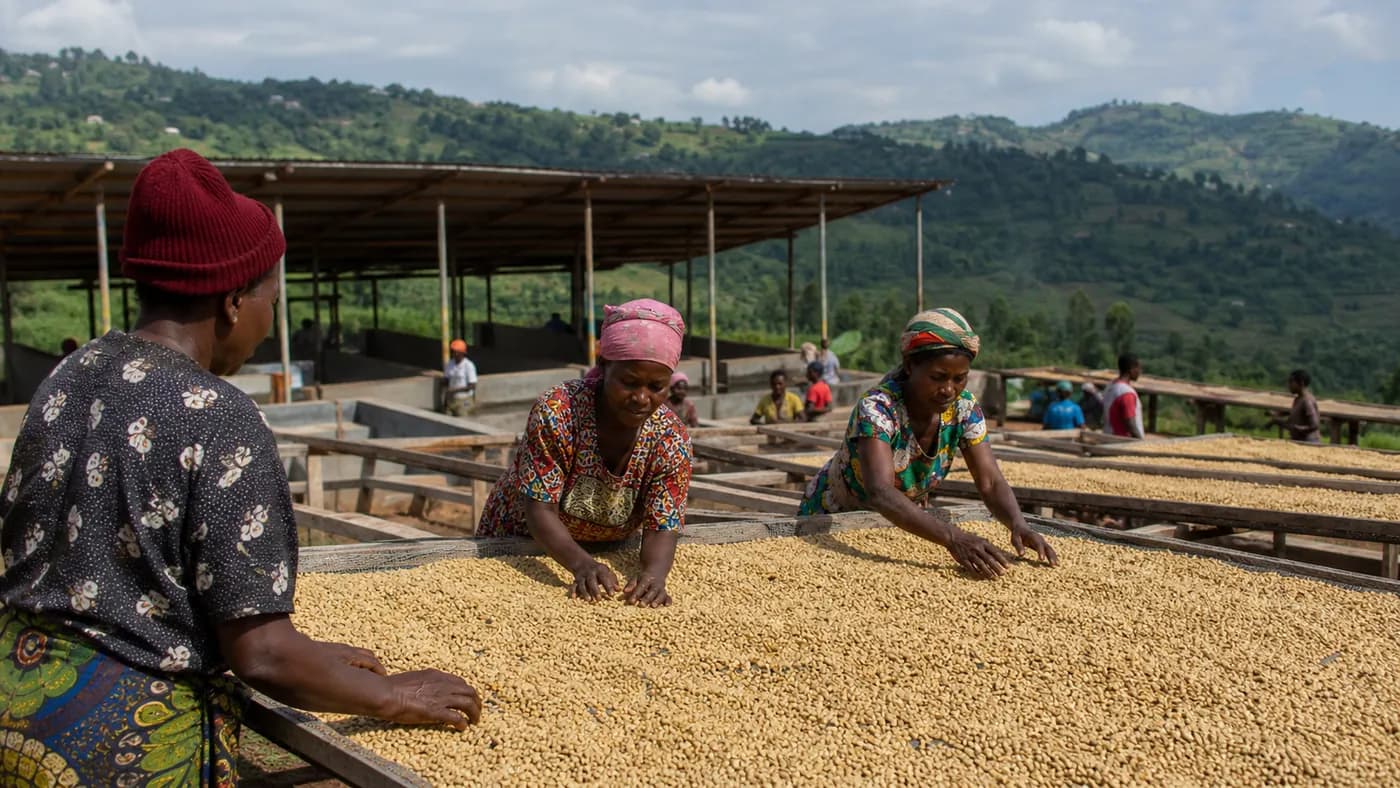 Rwandan coffee processing scene with coffee cherries and drying coffee