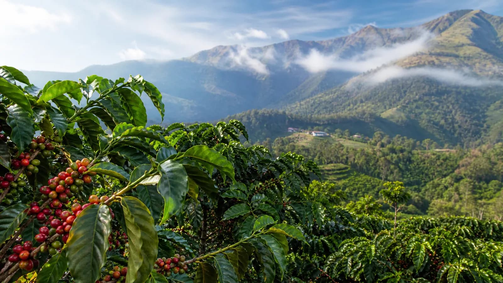 Editorial illustration representing coffee-growing landscapes in Sri Lanka; not a documented farm location
