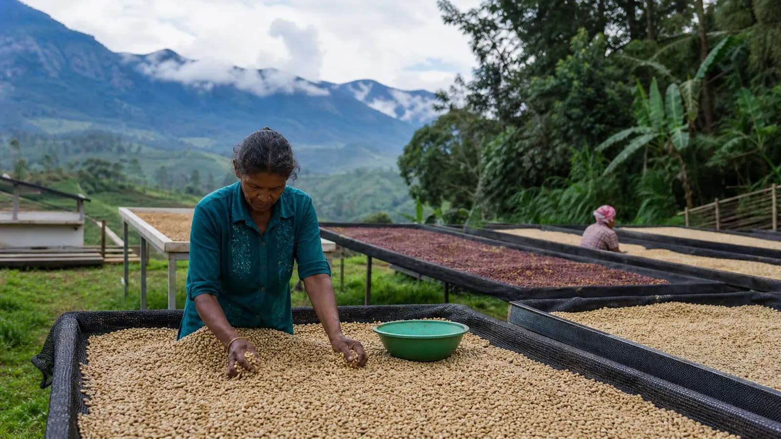 Editorial illustration of coffee cherries and drying coffee in a Sri Lankan processing context