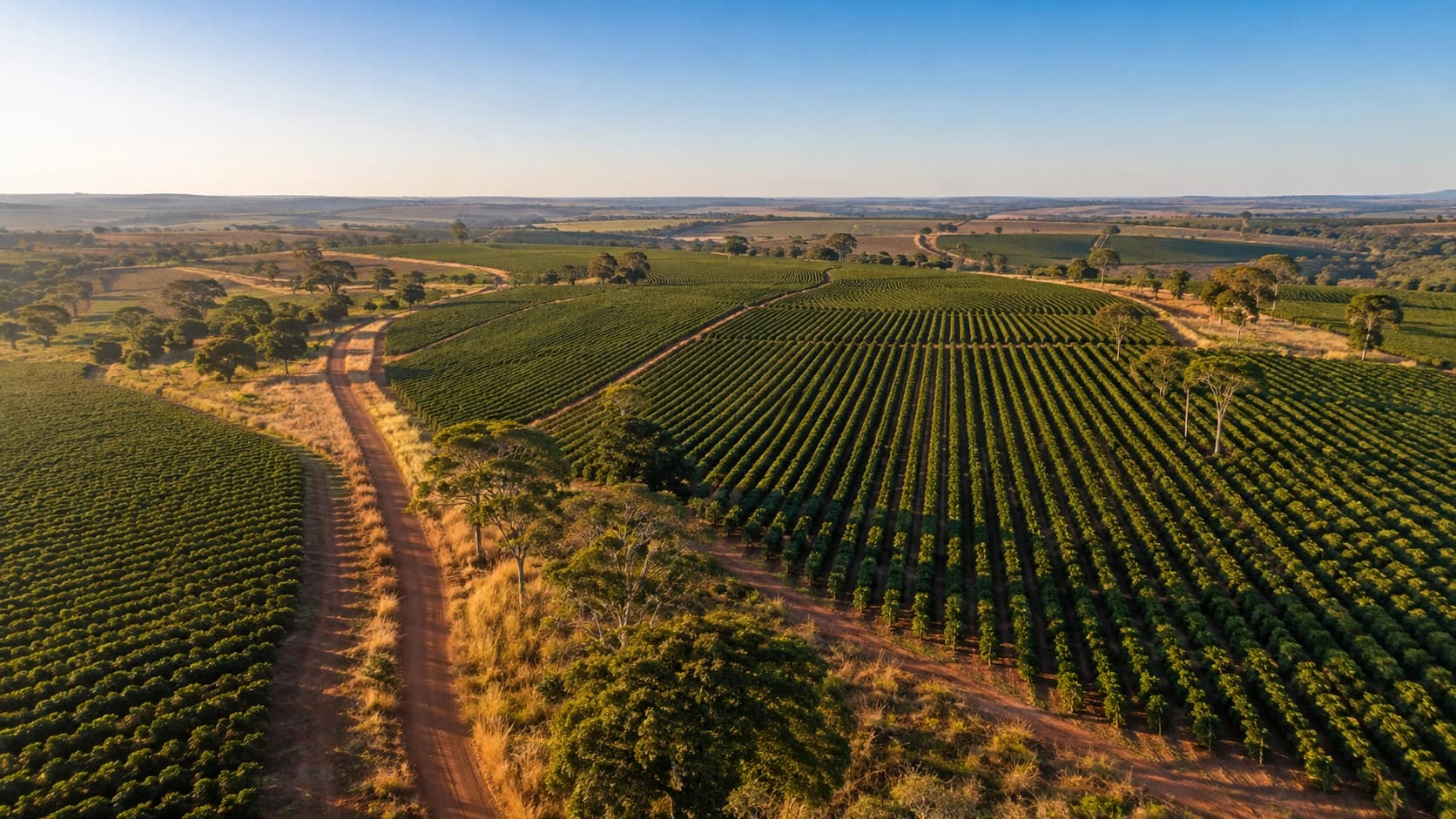 Editorial landscape representing open coffee fields and plateau terrain in the Cerrado Mineiro region of Minas Gerais