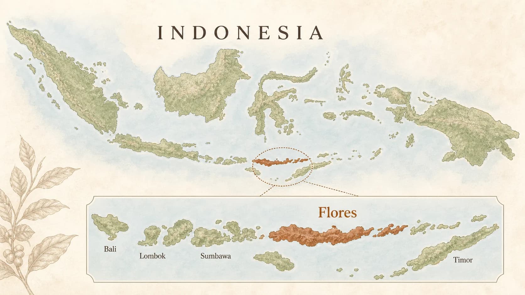 Locator map for Flores coffee within Indonesia